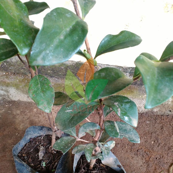 Beach Cherry asal Biji