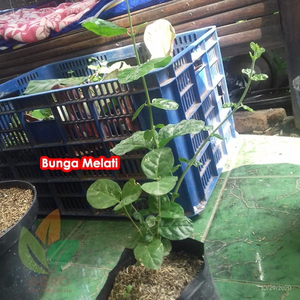 Bunga Melati Putih Lokal