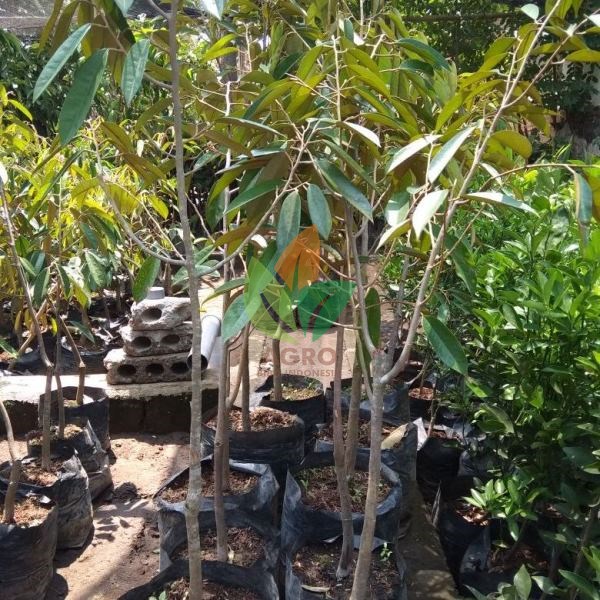 Durian Montong 1 Meter UP