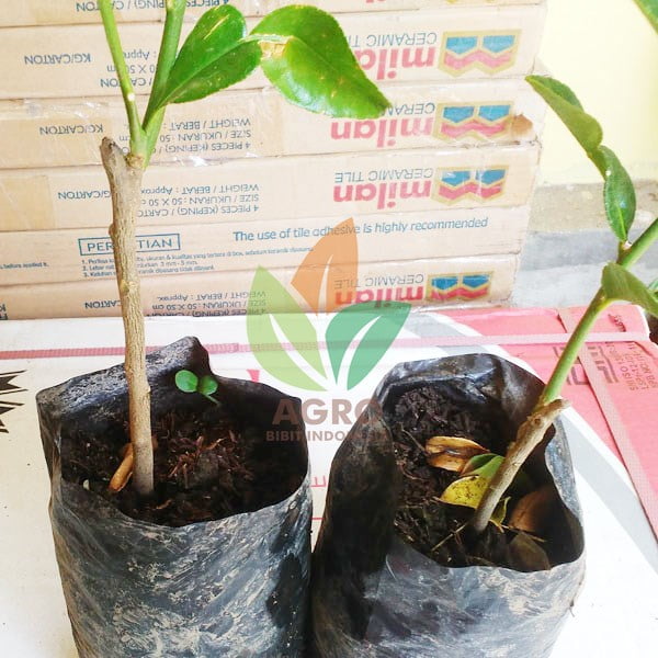 Jeruk Purut asal Okulasi