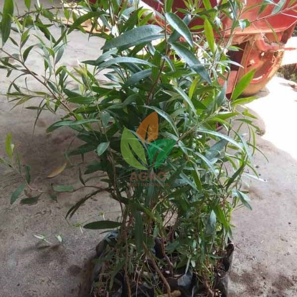 Pohon Kayu Putih asal Biji