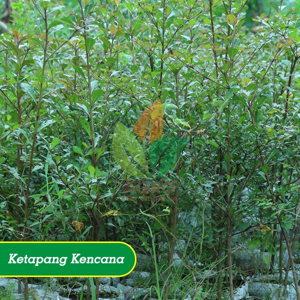 Ketapang Kencana Hijau