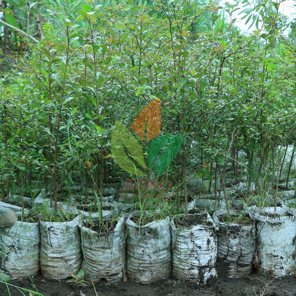 Ketapang Kencana Hijau