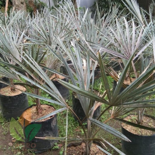 Palem Bismark Silver