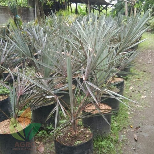 Palem Bismark Silver