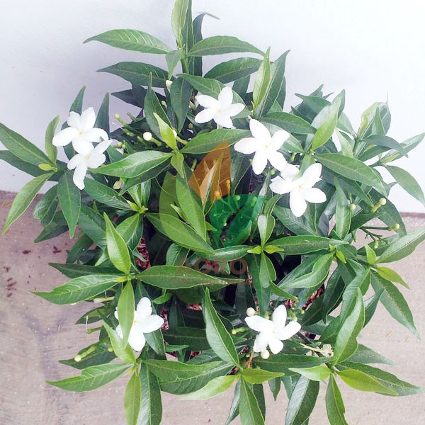 Jual Bibit Rombusa Mini Daun Hijau 20 Cm Agro Bibit ID Jual Bibit Rombusa Mini Daun Hijau 20 Cm Agro Bibit ID