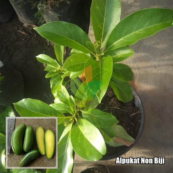 Jual Bibit Alpukat Tanpa Biji 45 cm | Agro Bibit ID