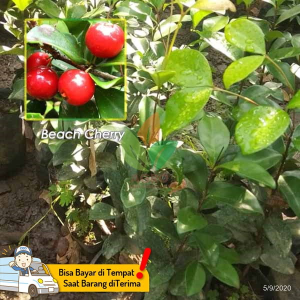 Beach Cherry asal Biji