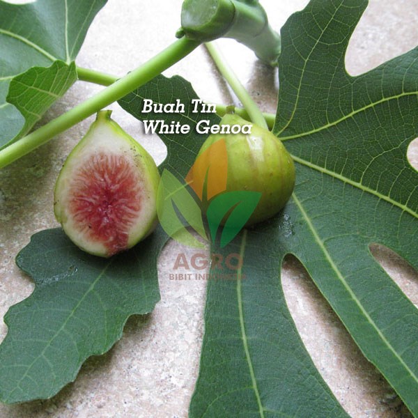 Jual Bibit Buah Tin White Genoa | Agro Bibit ID