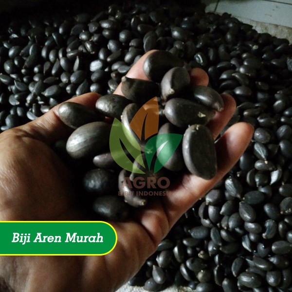 Biji Aren Dalam Lokal