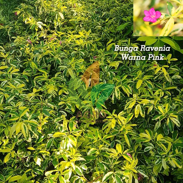 Bunga Ravenia Pink