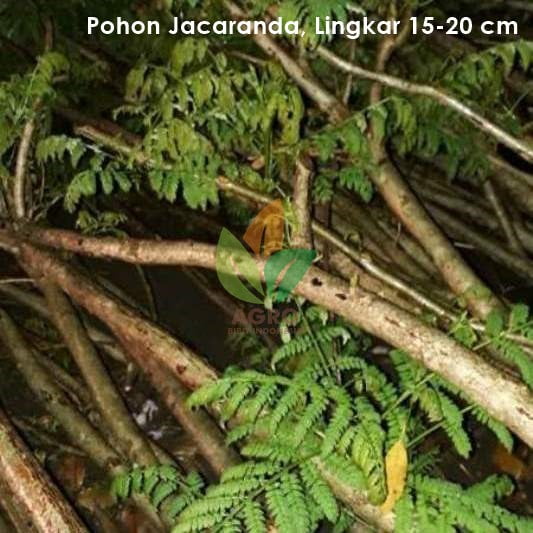 Pohon Jacaranda Ungu 4 Meter