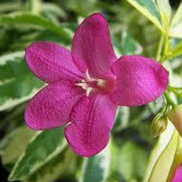 Bunga Ravenia Pink
