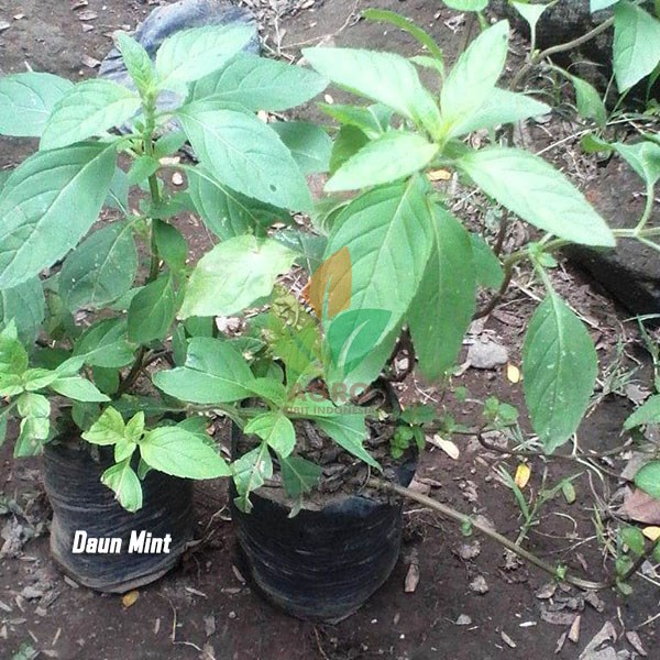 Daun Peppermint Segar