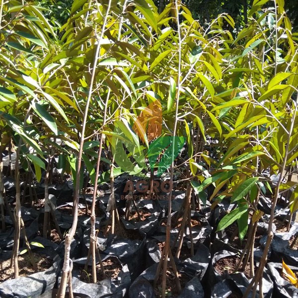 Durian Bawor Kaki 3 Tinggi 50 Cm