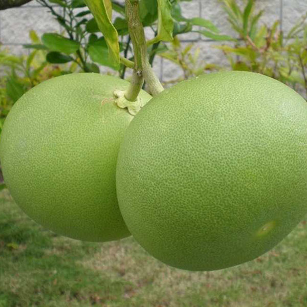 Jeruk Bali asal Okulasi