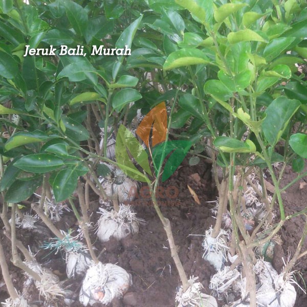 Jeruk Bali asal Okulasi