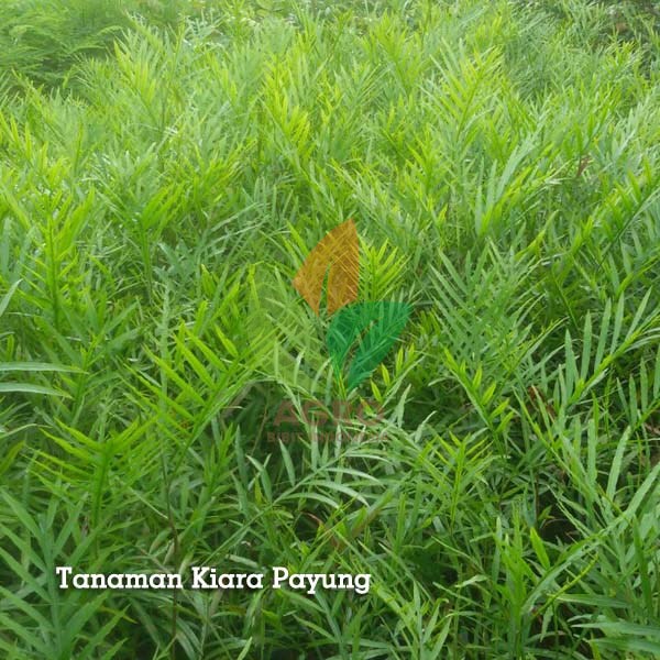 Kiara Payung (Pinisium) Kecil