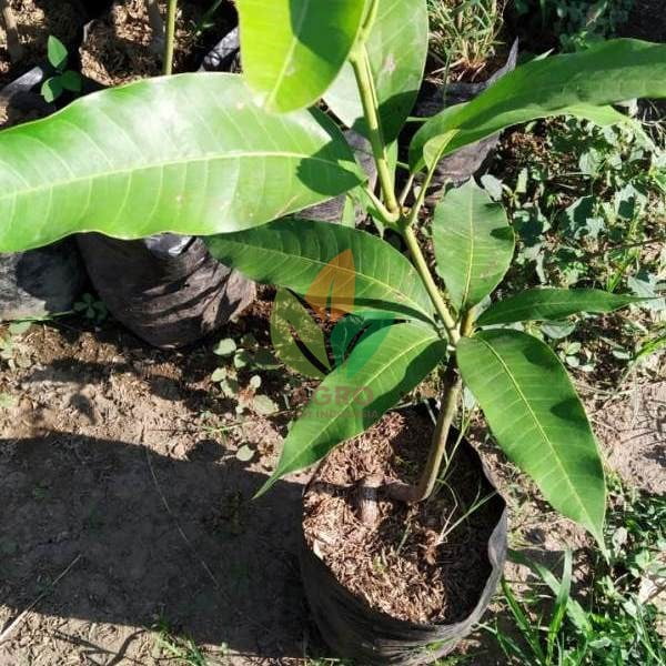 Mangga Manalagi / Madu