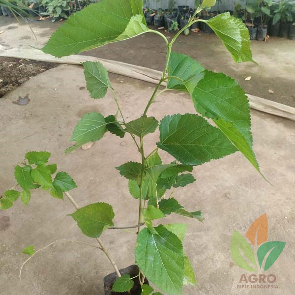 Murbei asal Stek 30 Cm