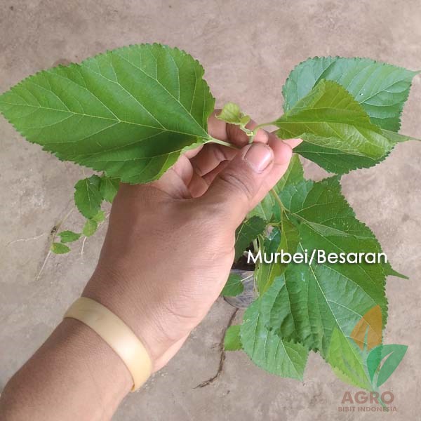Murbei asal Stek 30 Cm
