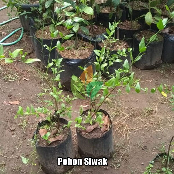 Pohon Kayu Siwak 1 Meter