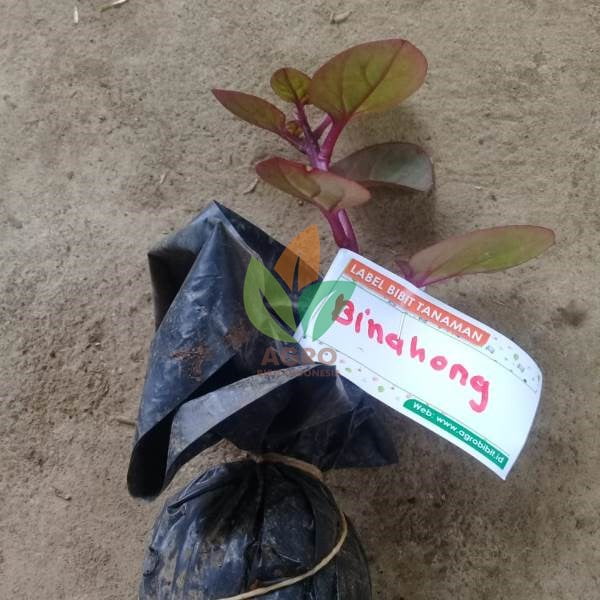 Daun Binahong