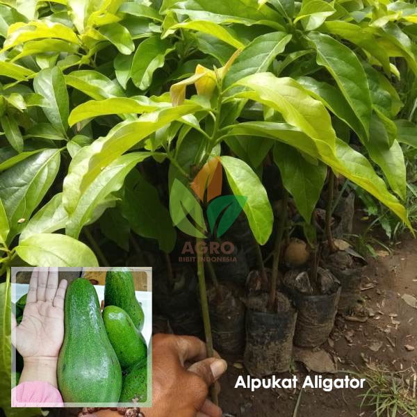 Alpukat Aligator asal Sambung