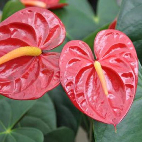 Anthurium Bangkok Merah