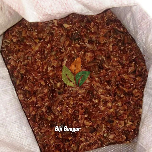 Biji Bungur Siap Semai