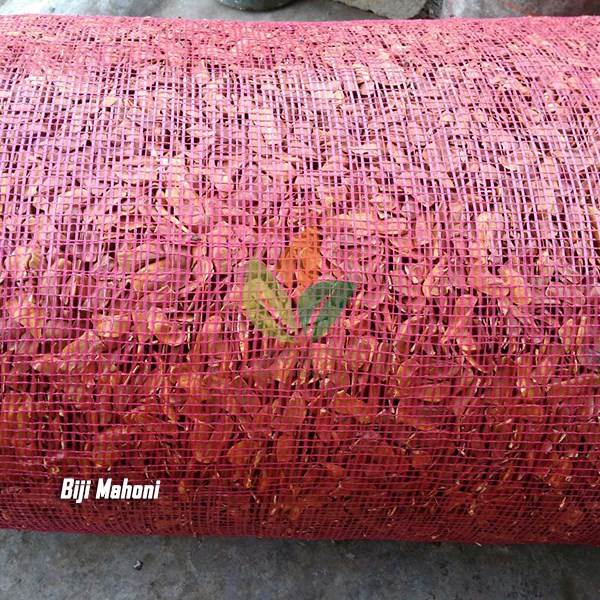 Biji Pohon Mahoni