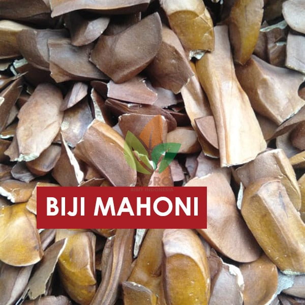Biji Pohon Mahoni