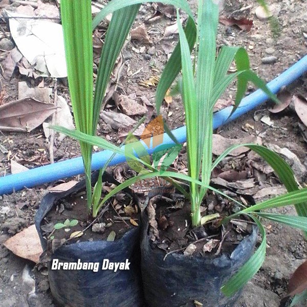 Brambang Dayak