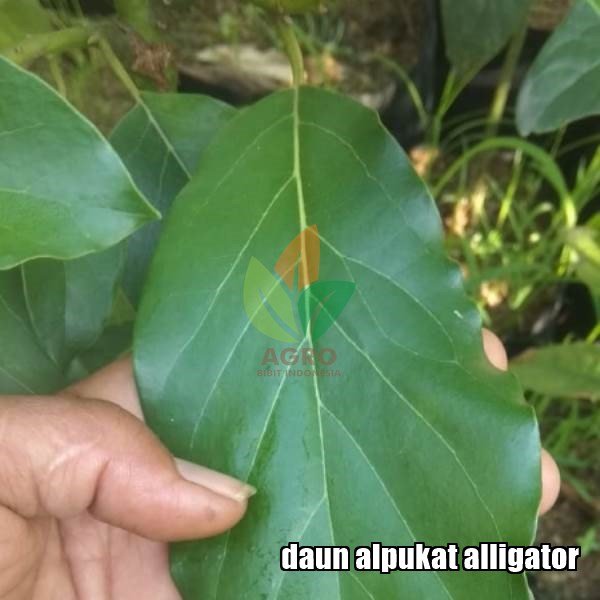 Alpukat Aligator asal Sambung