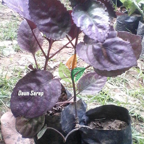 Daun Syarap/Sarap