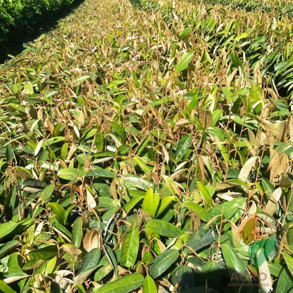Durian Seedling / Asal Biji