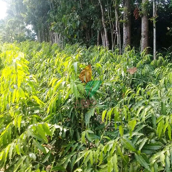 Pohon Glodok Pecut 2 Meter UP
