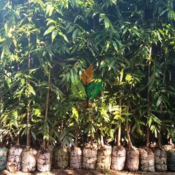 Pohon Glodok Pecut 2 Meter UP