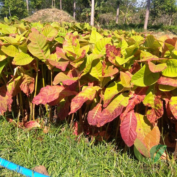 Biji Jabon Merah