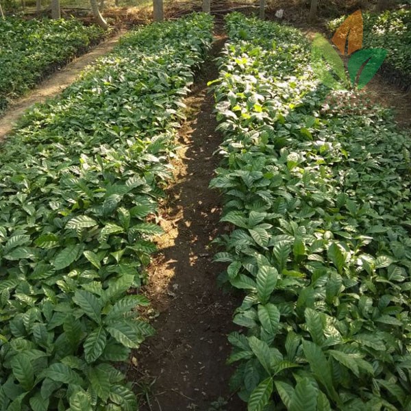 Kopi Robusta asal Biji