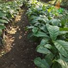 Cara Semai Biji Kopi Robusta dan Arabika Pemula