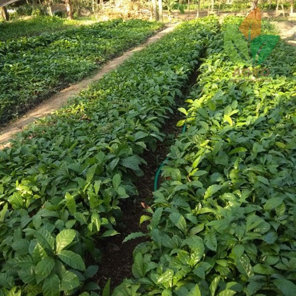 Kopi Robusta asal Biji