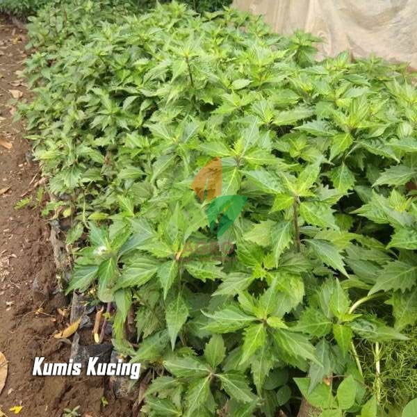 Kumis Kucing Herbal