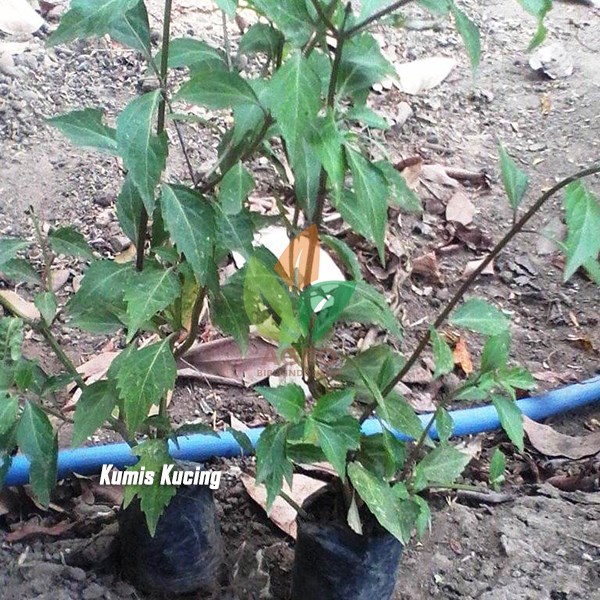 Kumis Kucing Herbal