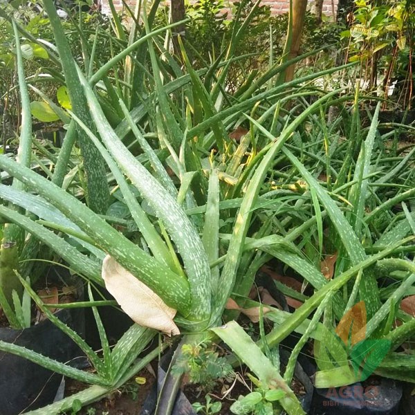 Lidah Buaya asal Stek