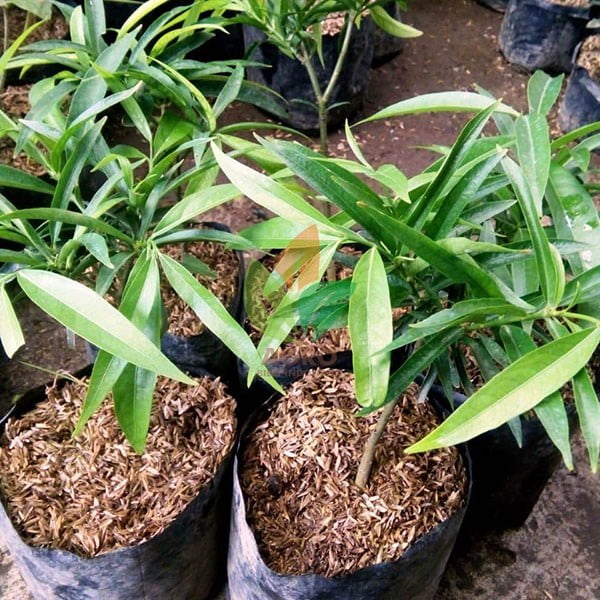 Mahkota Dewa 25 Cm
