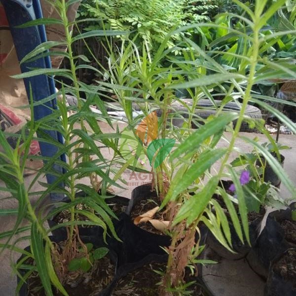 Bunga Lavender Ungu