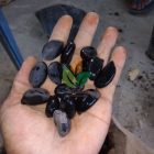 Harga Biji Benih dan Bibit Tanaman Aren Terbaru