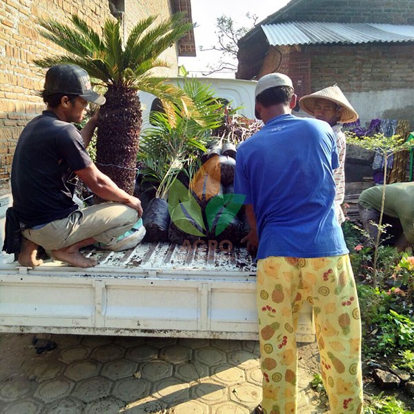 Palem Sikas Besar