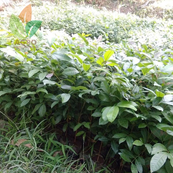 Kelengkeng Seedling / Asal Biji